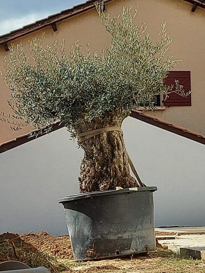 Magnifique olivier dans son pot